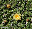 Maihuenia Poeppigii